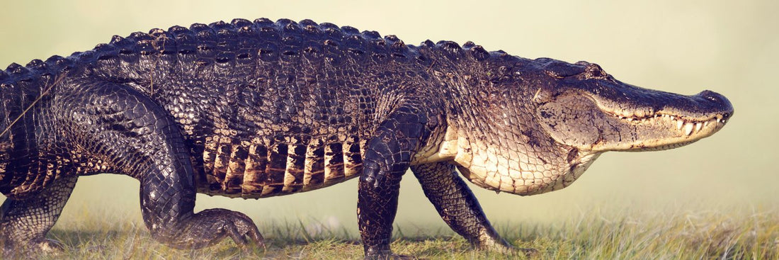 5 Fun Facts About Alligators