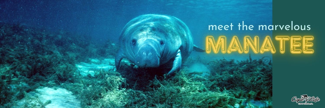 What is a Manatee? Manatee Fun Facts